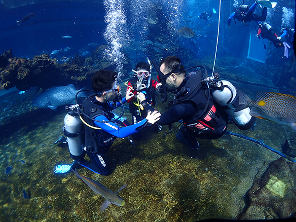 12/12正式上線！PADI 最新課程【休閑潛水員Resort Diver】 丨 一天拿證，潛遍全球